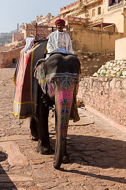 istock Elephant in Amber Fort, Jaipur, India 175524561