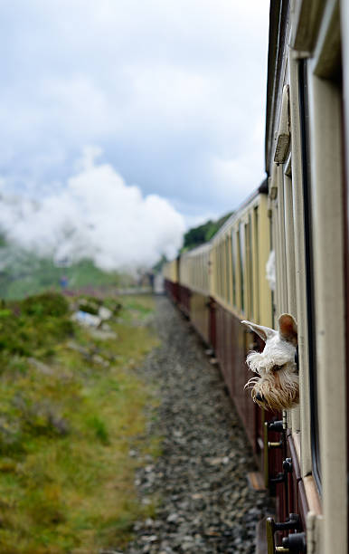 les voyageurs. - ffestiniog railway photos et images de collection