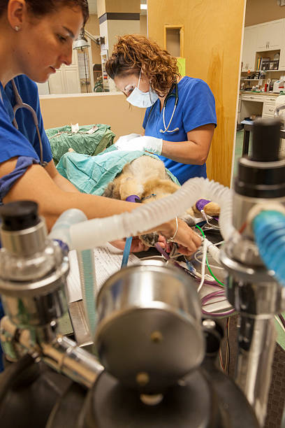 istock Surgery on German Shepard in Animal Hospital 175524870