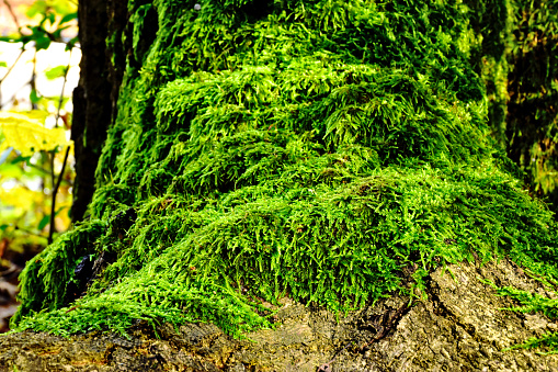 lush green moss covered tree trunk at the base. bright summer light. selective focus. soft blurred background. beauty in nature. closeup tree detail.