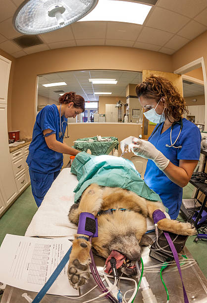 istock Surgery on German Shepard in Animal Hospital 175524955
