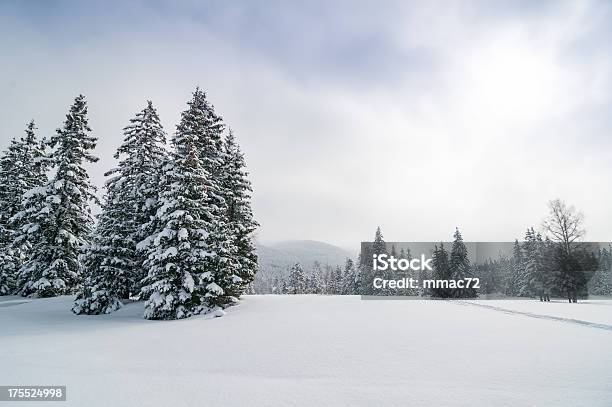 Panorama Schnee Winterwald Landschaft Stockfoto und mehr Bilder von Alpen - Alpen, Anhöhe, Arktis