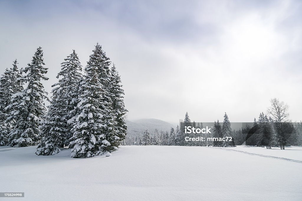 Vue panoramique sur le paysage de forêt d'hiver enneigé - Photo de Alpes européennes libre de droits