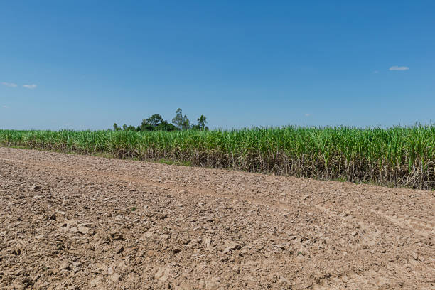 istock Preparing the soil for planting sugarcane in Thailand. 1755250594