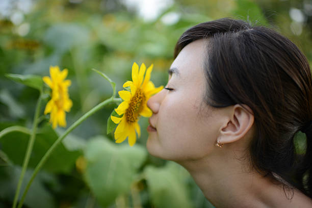 mulher aroma de flores xxxxxlarge - sunflower side view yellow flower - fotografias e filmes do acervo