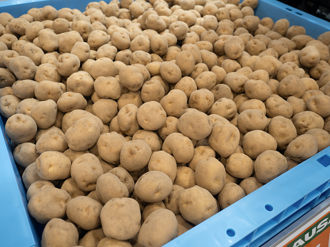 harvested potatoes