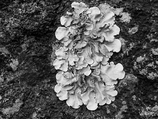 Hammered Shield or Waxpaper lichen on rock in black & white stock photo