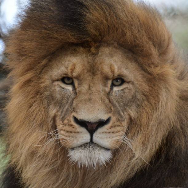 istock Male lion 1755255091