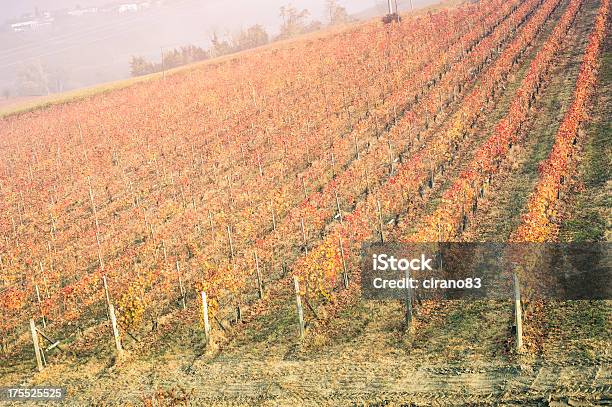 Italian Vineyard During Autumn Stock Photo - Download Image Now - Agricultural Field, Agriculture, Autumn