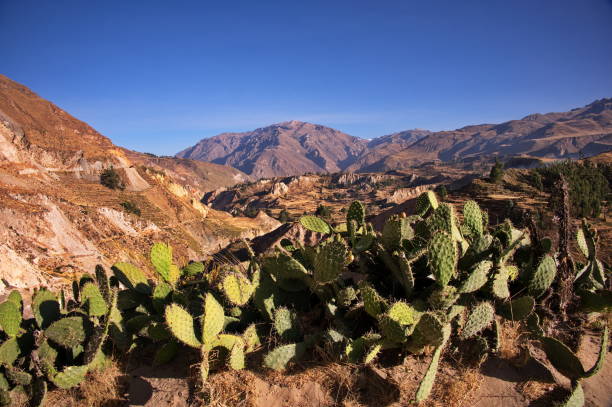 istock Landscape of Colca canyon 1755255640