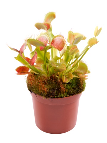 Venus Flytrap (Dionaea) in a pot on a white background