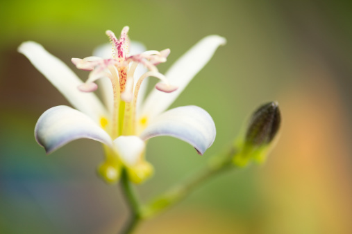 Macro capture with the focus on the centre stamen of a toad lily in bloom.