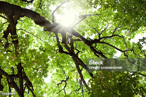 Sonne Scheint Durch Grüne Bäume Canopy Stockfoto und mehr Bilder von Ast - Pflanzenbestandteil - Ast - Pflanzenbestandteil, Aufnahme von unten, Baum