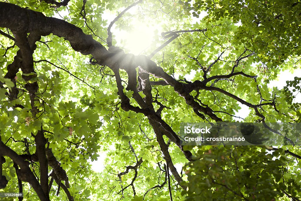 Soleil brille à travers les arbres verdoyants canopy - Photo de Arbre libre de droits