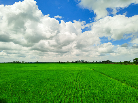 Beautiful autumn sky over the rice field in a rural area of Bangladesh