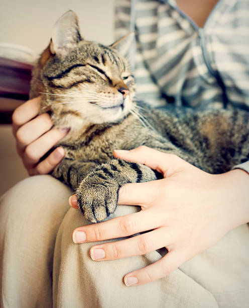 Happy cat lying on woman's laps. Happy cat lying on woman's laps.Focus on cat's arm. Image toned. purring stock pictures, royalty-free photos & images