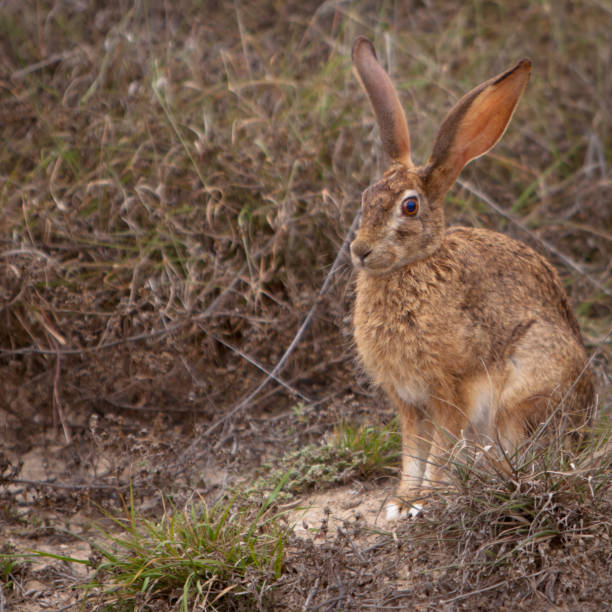 istock Scrub hare South Africa 175526402