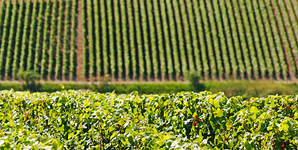 vignobles de cramant, champagne - chardonnay grape focus on foreground france western europe photos et images de collection