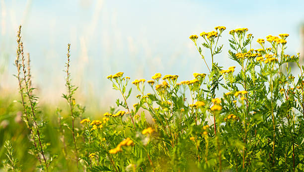 Meadow close-up with Tansy (Tanacetum vulgare) and mugwort (Artemisia vulgaris).related: