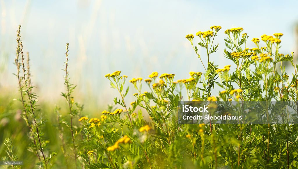 Meadow close-up with Tansy (Tanacetum vulgare) and mugwort (Artemisia vulgaris). Meadow close-up with Tansy (Tanacetum vulgare) and mugwort (Artemisia vulgaris).related: Mugwort Stock Photo