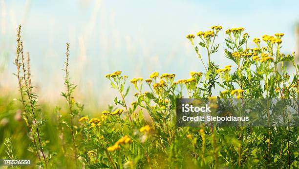 Meadow Closeup With Tansy Stock Photo - Download Image Now