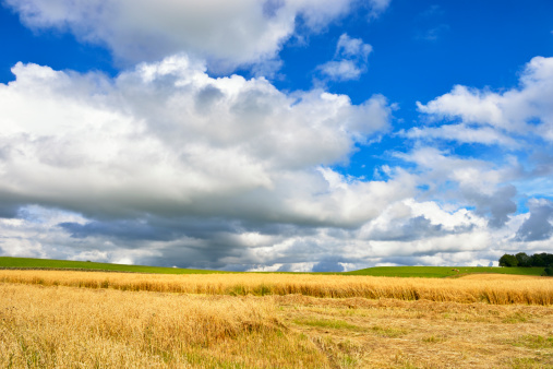 A partially harvested corn field in Dumfries and Galloway, south west Scotland.\u2028 file_thumbview_approve.php?size=1&id=13737232\u2028 file_thumbview_approve.php?size=1&id=11950891\u2028 file_thumbview_approve.php?size=1&id=12050300\u2028 file_thumbview_approve.php?size=1&id=9605033\u2028 file_thumbview_approve.php?size=1&id=12035064\u2028 file_thumbview_approve.php?size=1&id=12528635\u2028 file_thumbview_approve.php?size=1&id=12985796\u2028 file_thumbview_approve.php?size=1&id=13059075\u2028 file_thumbview_approve.php?size=1&id=12676585\u2028 file_thumbview_approve.php?size=1&id=13764522\u2028 file_thumbview_approve.php?size=1&id=12152182\u2028 file_thumbview_approve.php?size=1&id=6745848