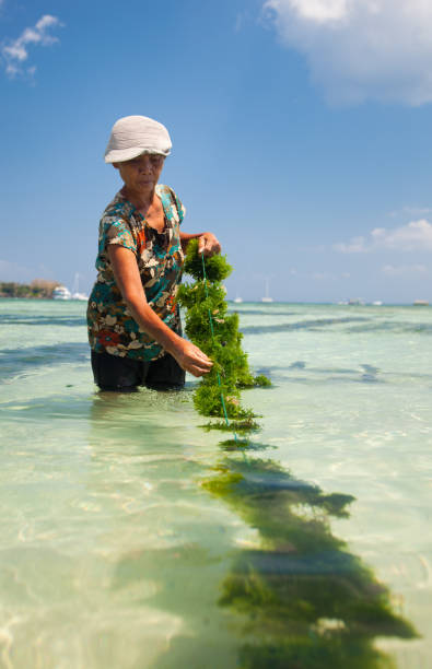 seetang landwirtschaft - seaweed nusa lembongan seaweed farming water stock-fotos und bilder