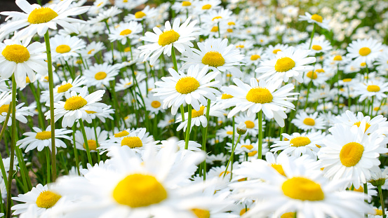 Blooming daisies close-up, background. Background of many marguerite with a delicate sunny color. Field of daisies close-up, background. Beautiful chamomile field