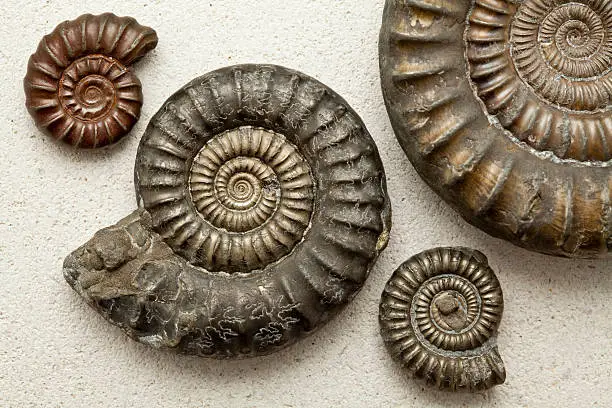 A collection of pyritised ammonite fossils