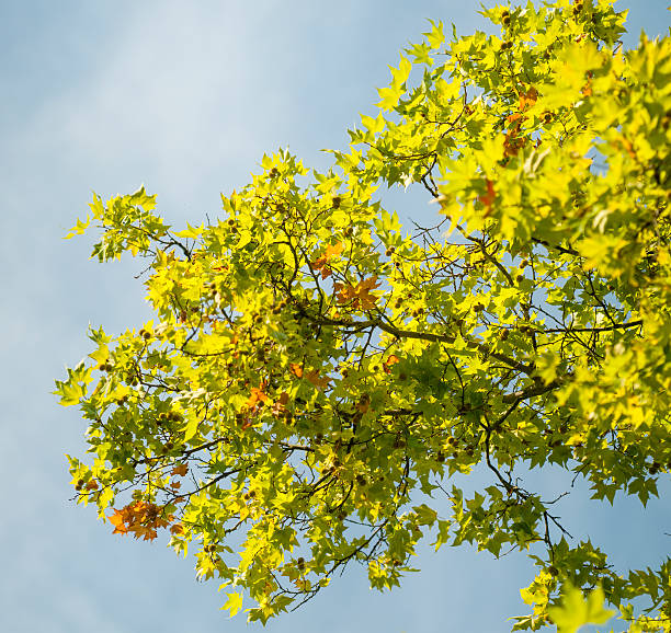 Leafs of Plane tree (Platanus