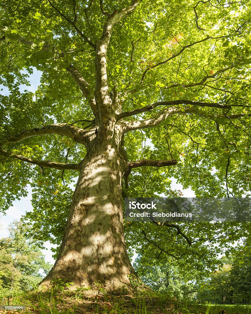 Old Plane tree on summer morning (frog's eye view/ low-angle). "Plane tree on summer morning in park, low-angle view looking up tree trunk to canopy (frog's eye view).related:" Tree Stock Photo