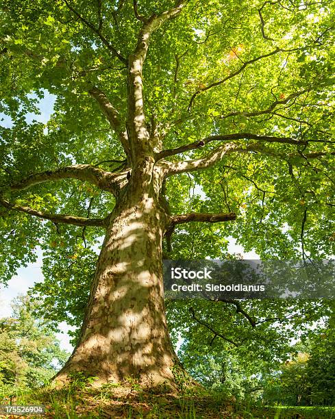 Old Plane Tree On Summer Morning Stock Photo - Download Image Now
