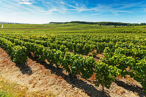 Champagne vineyards in Cramant Late summer vineyards of a Premiere Cru area of France showing the lines of vines and blue sky above towards Avize. cramant stock pictures, royalty-free photos & images