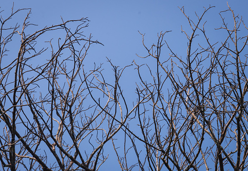 Bare tree branches without leaves before winter season, a close up view with blue sky background