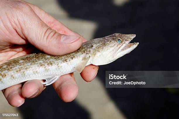 Lizardfish Stock Photo - Download Image Now - Lizardfish, Animal, Animal Teeth