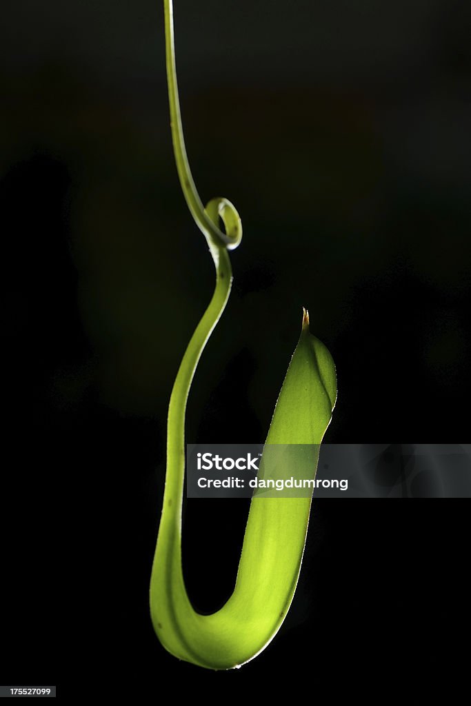 Verde Lançador ou Planta carnívora em fundo preto - Royalty-free Beleza natural Foto de stock