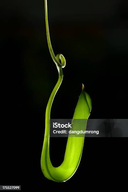 Verde Lançador Ou Planta Carnívora Em Fundo Preto - Fotografias de stock e mais imagens de Beleza natural - Beleza natural, Botânica - Ciência de plantas, Cor preta