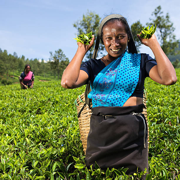istock Tamil pickers plucking tea leaves on Ceylon 175527132