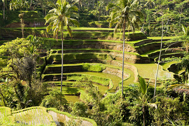 istock Bali Ubud Indonesia rice paddy 175527173