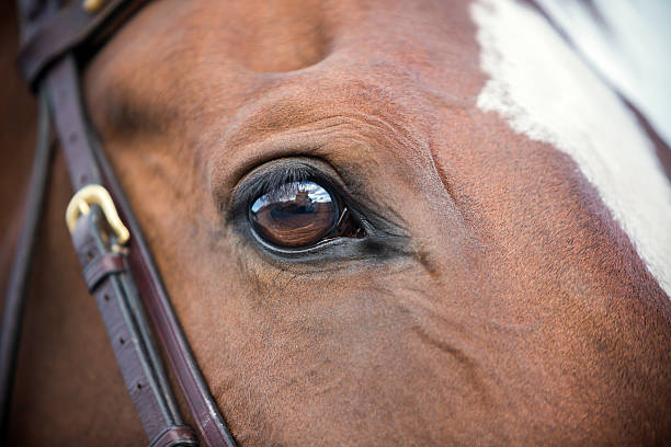 istock Horse eye close-up, Norway 175527191