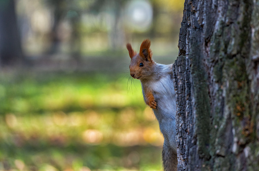 A curious squirrel peeks out from behind a tree on an autumn day
