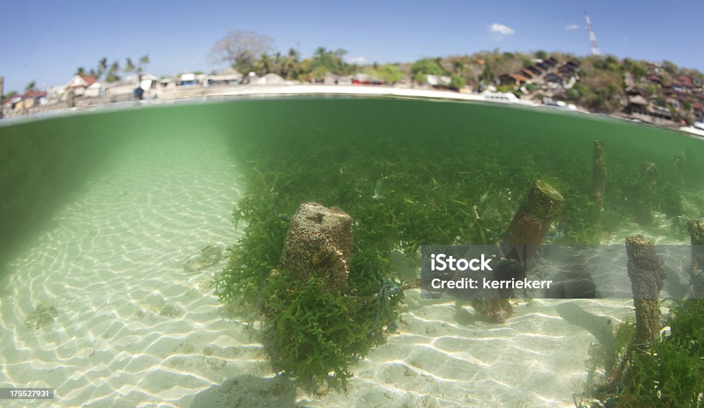 Farm di alghe marine - Foto stock royalty-free di Acqua