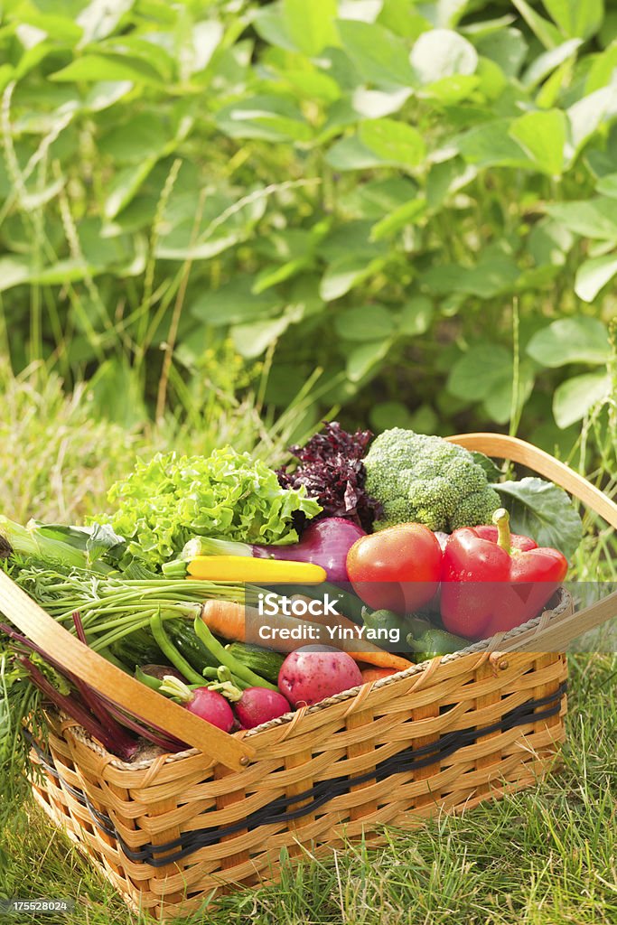 Корзина свежих продуктов и различных овощей, выращенных - Стоковые фото Болгарский перец роялти-фри