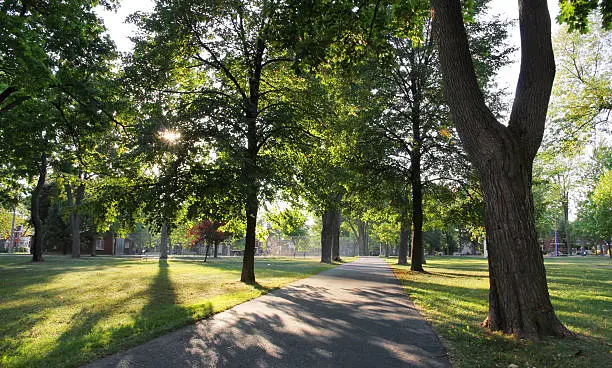 Photo of Park Path and Sunlight