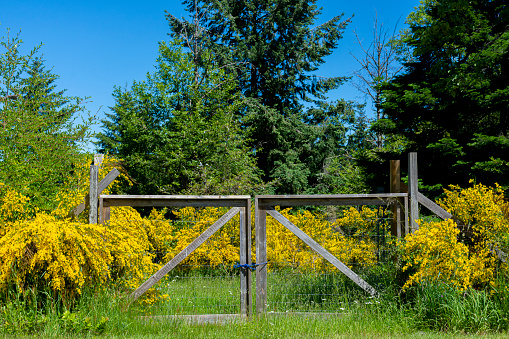n image of an old wood and wire gate surrounded by bright yellow scotch broom shrubs in full bloom.