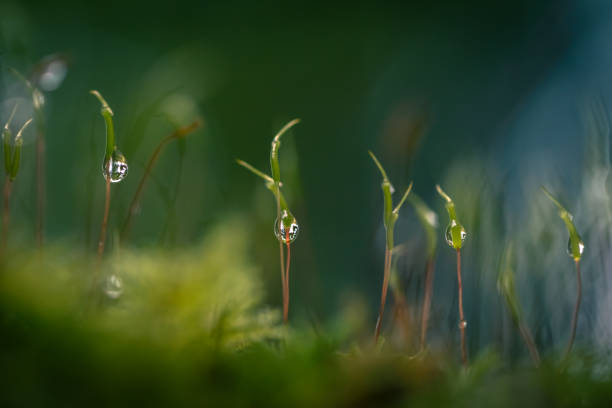 Extreme close-up of moss growing in a lush Vancouver Island Woodland.