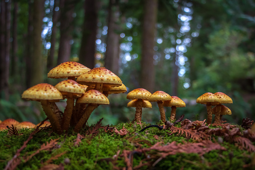 Group Of Fly Agaric With Red Caps On Mossy Forest Ground