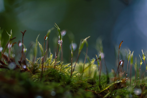 Extreme close-up of moss growing in a lush Vancouver Island Woodland.