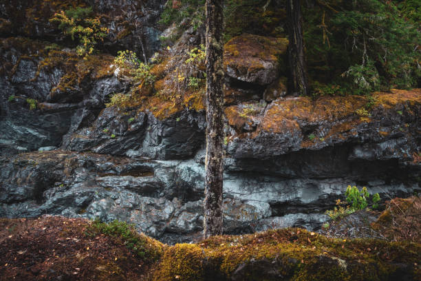 Autumn forest colors at Sooke Potholes Regional Park.