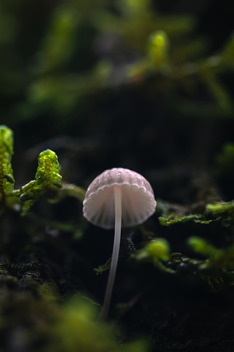 Wild mushroom growing in the lush rainforest on Vancouver Island.
